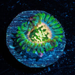Milky Way Zoanthid - riptide aquaculture llc