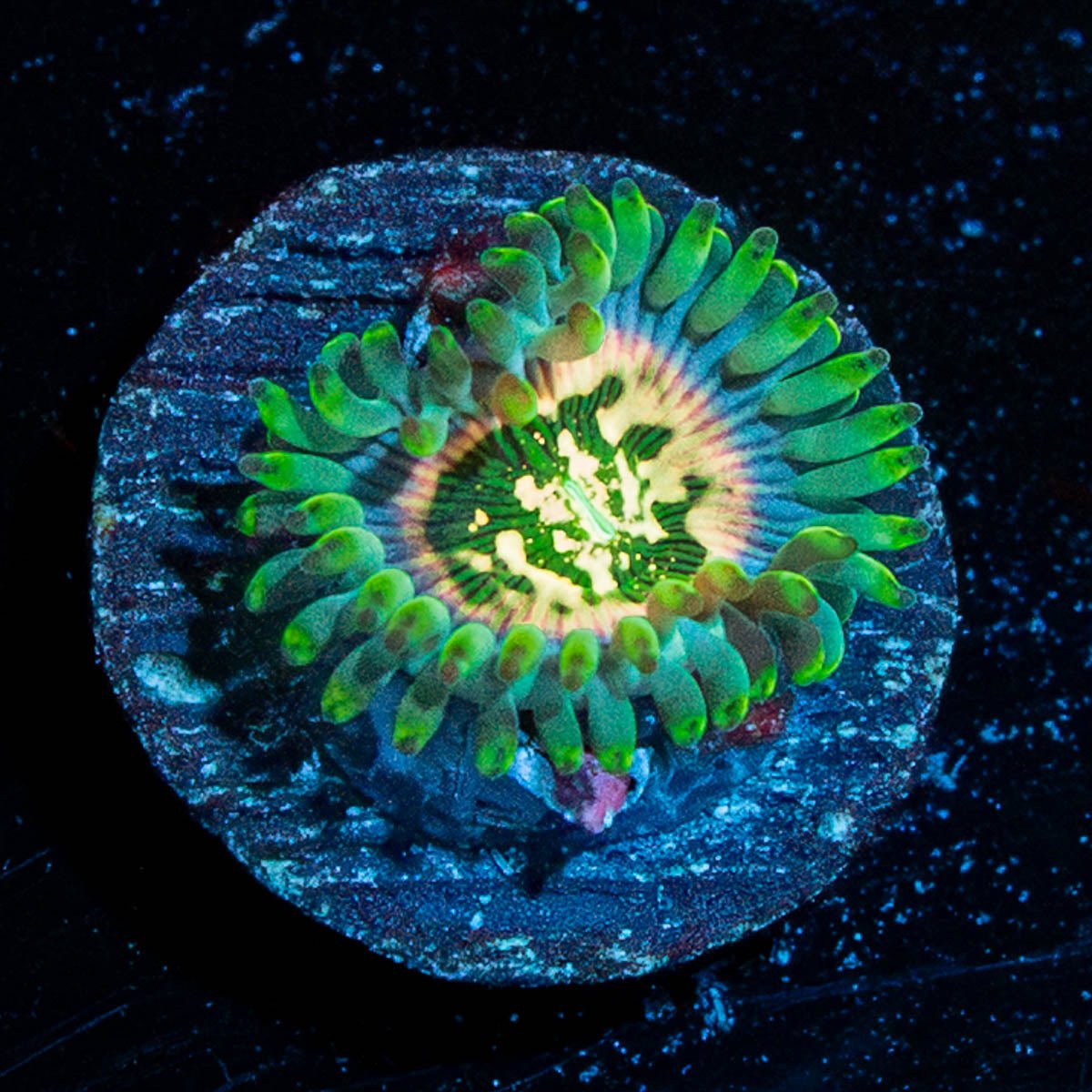 Milky Way Zoanthid - riptide aquaculture llc