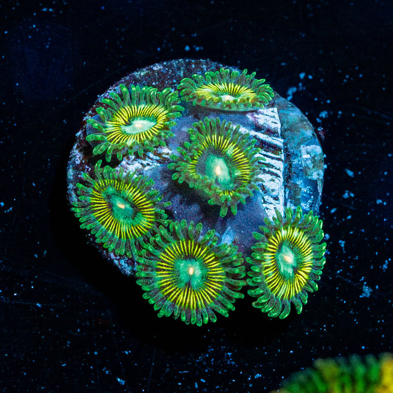 Goofball Zoanthid