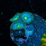 Blue Jay Zoanthid