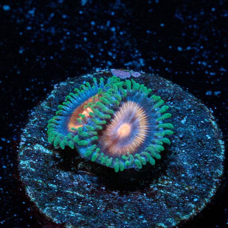 Supergirl Zoanthid
