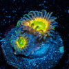 Tinker Bells Zoanthid - riptide aquaculture llc