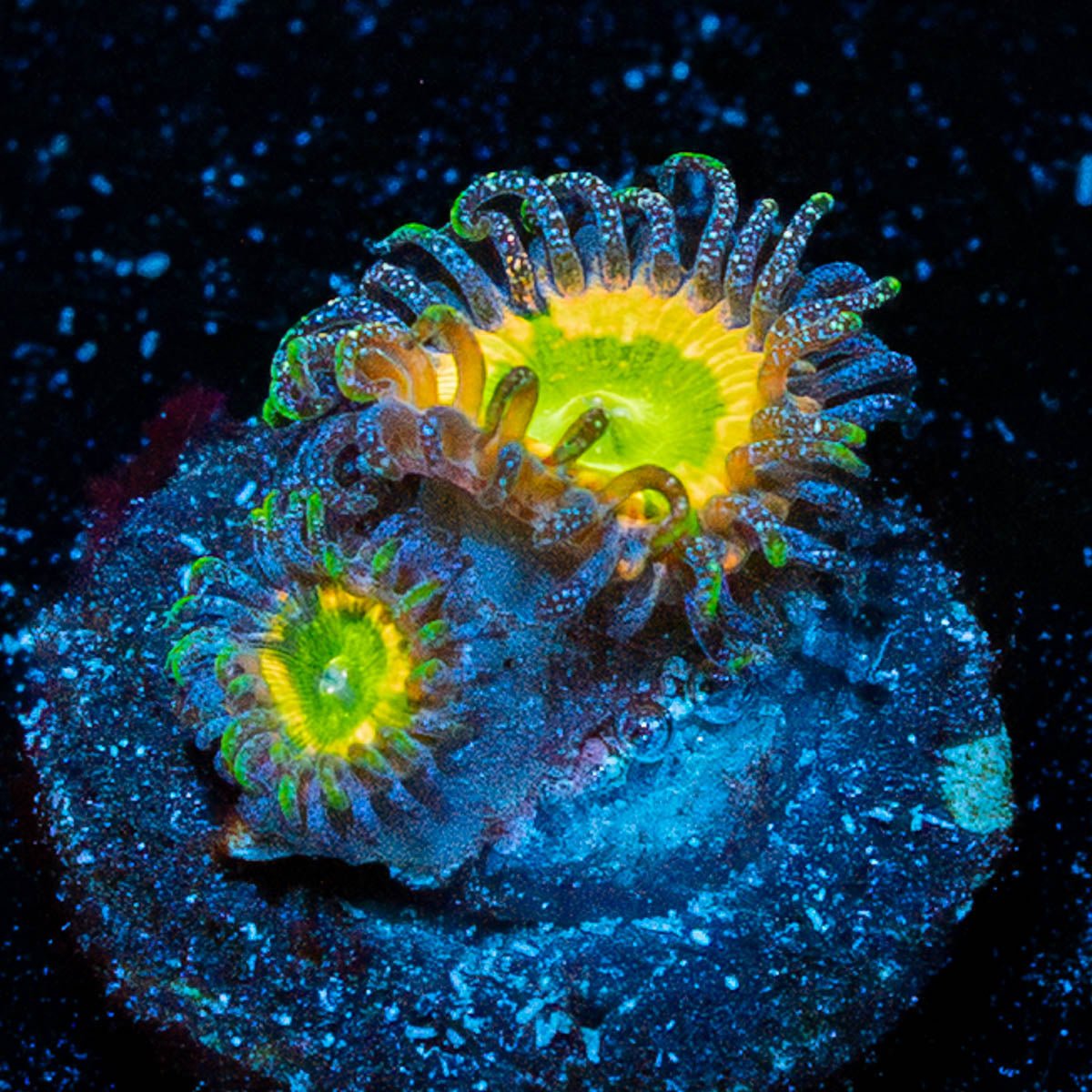Tinker Bells Zoanthid - riptide aquaculture llc