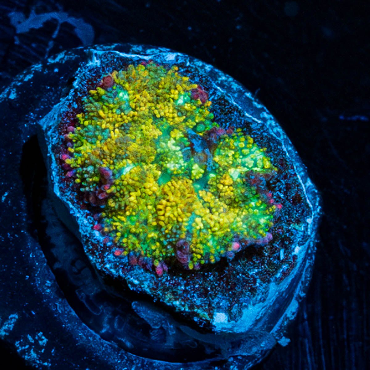 Boba Fett Mushroom - riptide aquaculture llc