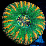 Ultra Button Scoly - riptide aquaculture llc