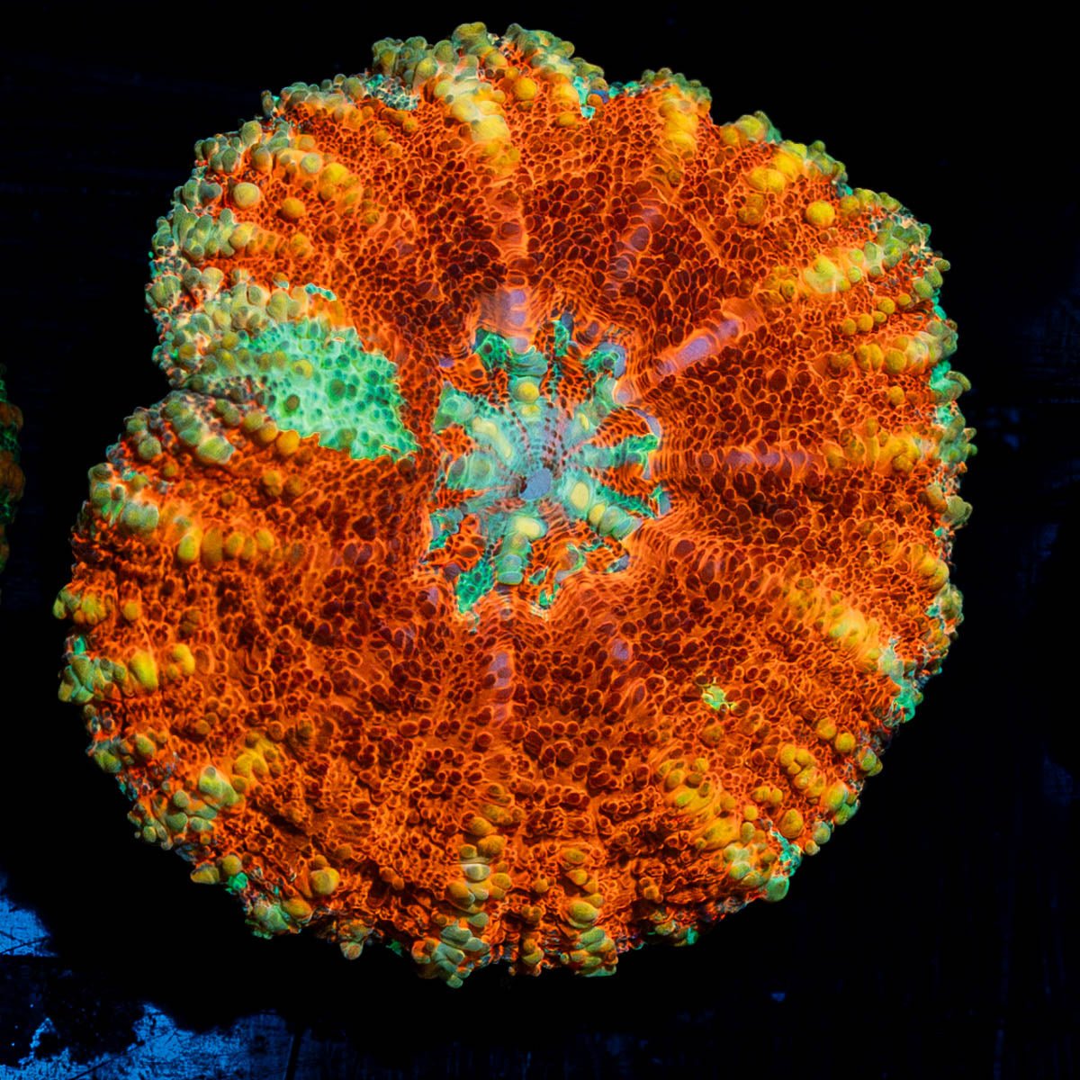 Ultra Button Scoly - riptide aquaculture llc