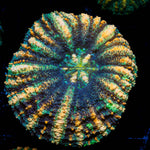 Ultra Button Scoly - riptide aquaculture llc