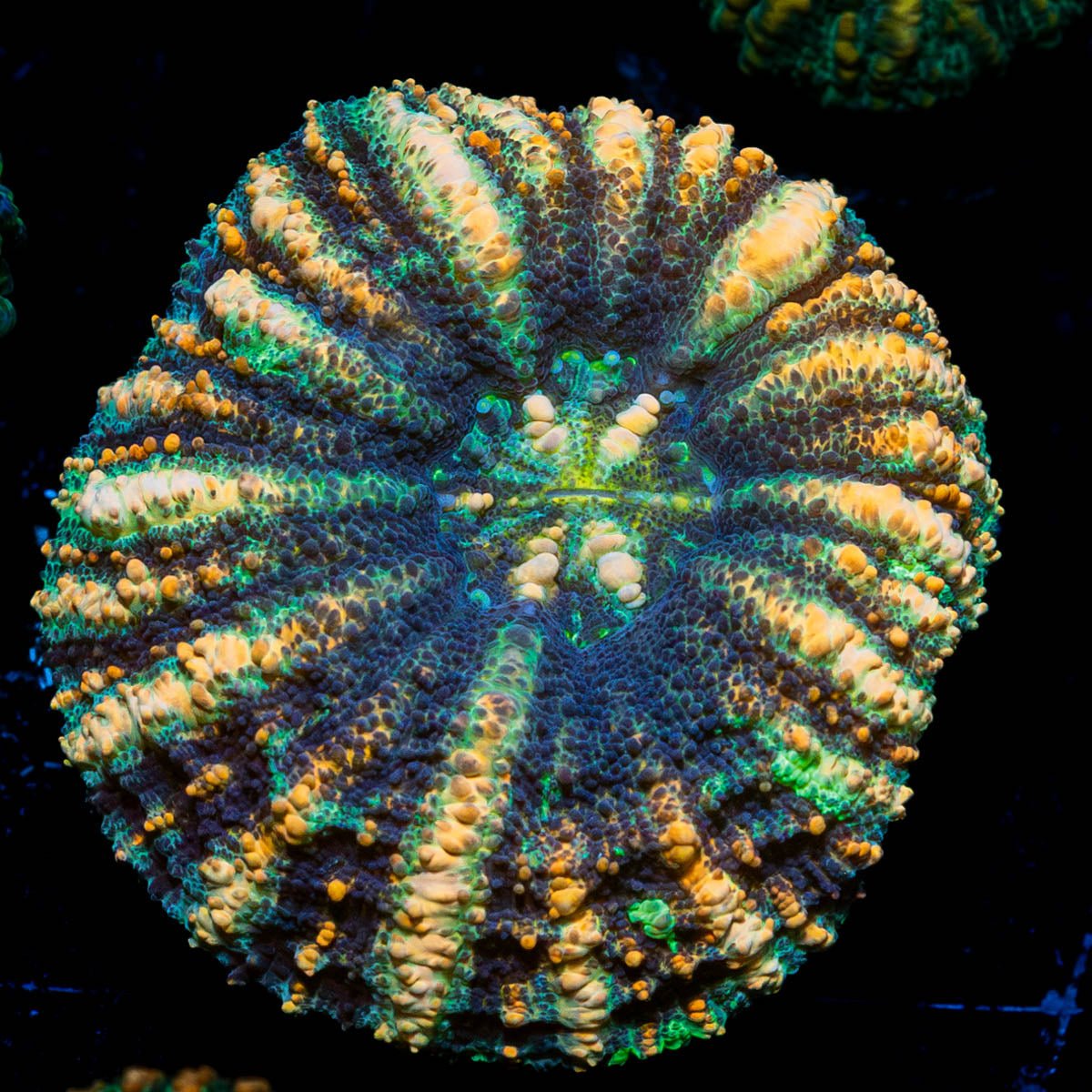 Ultra Button Scoly - riptide aquaculture llc