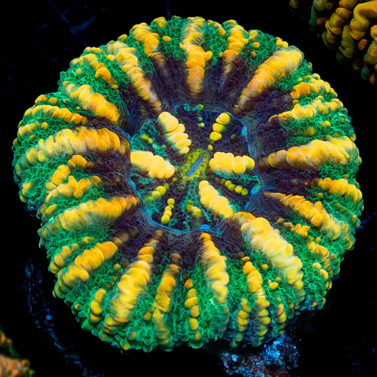 Ultra Button Scoly - riptide aquaculture llc