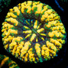 Ultra Button Scoly - riptide aquaculture llc