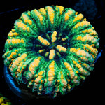 Ultra Button Scoly - riptide aquaculture llc