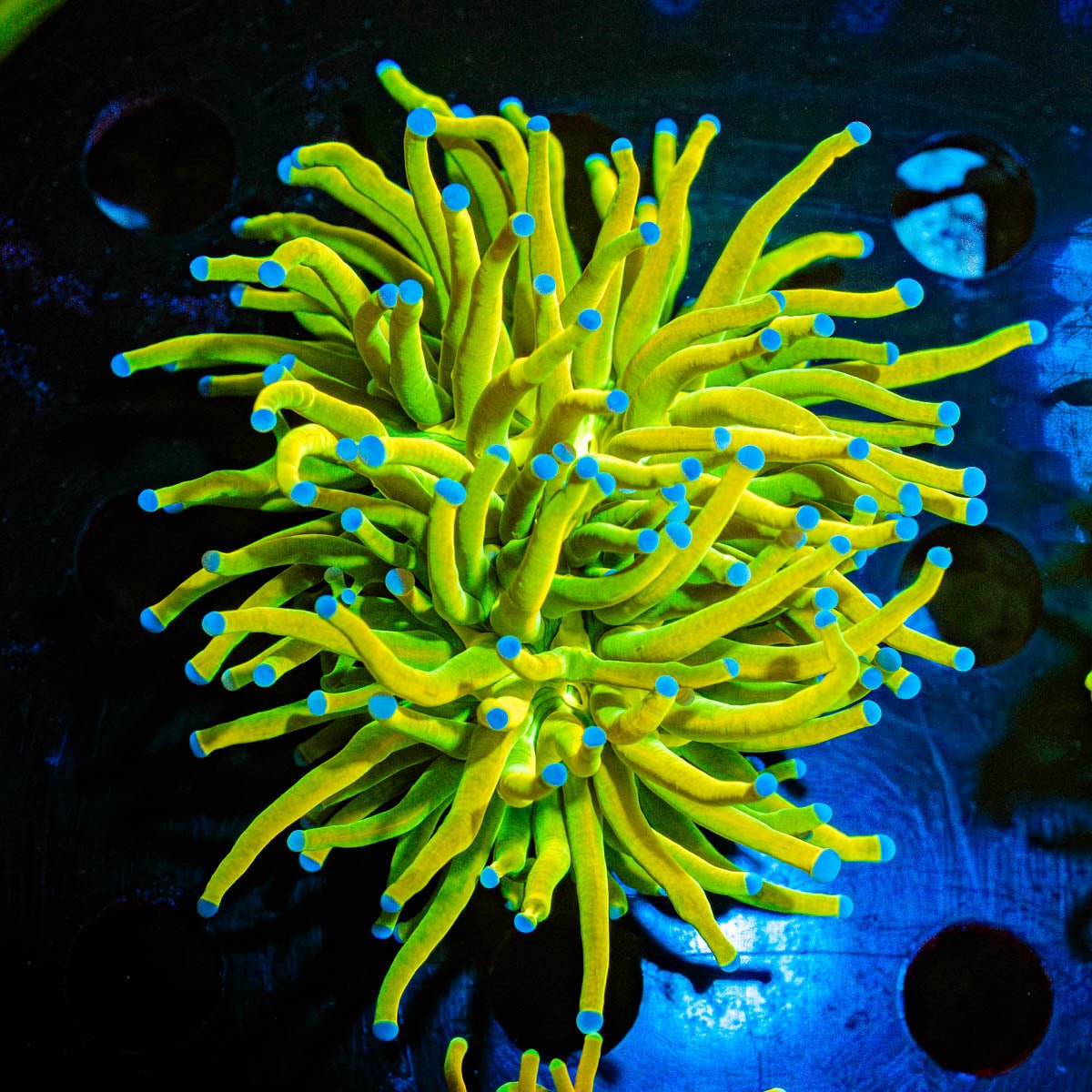 Holy Grail Torch Euphyllia - riptide aquaculture llc