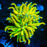 Holy Grail Torch Euphyllia - riptide aquaculture llc