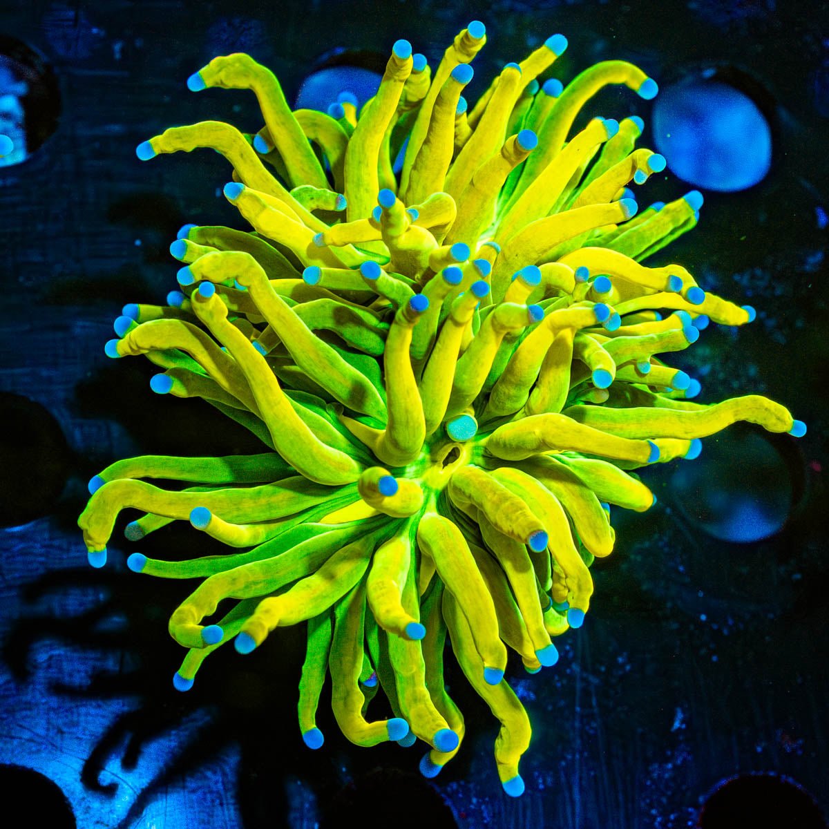 Holy Grail Torch Euphyllia - riptide aquaculture llc