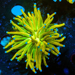 Holy Grail Torch Euphyllia - riptide aquaculture llc
