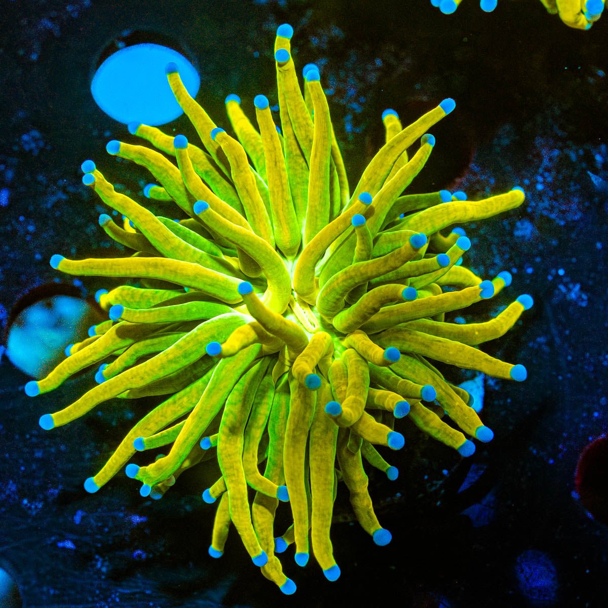 Holy Grail Torch Euphyllia - riptide aquaculture llc