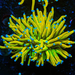 Holy Grail Torch Euphyllia - riptide aquaculture llc