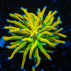 Holy Grail Torch Euphyllia - riptide aquaculture llc