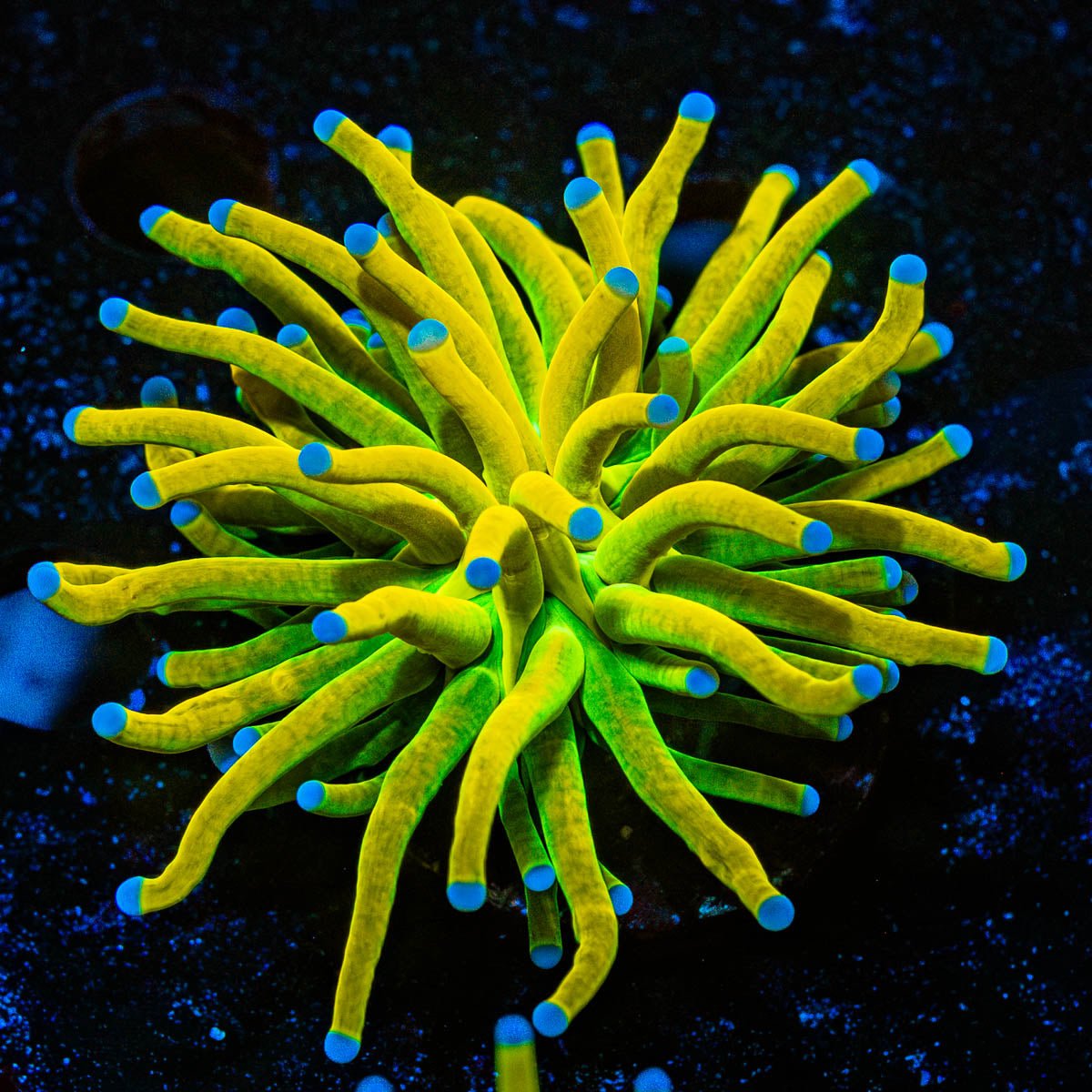 Holy Grail Torch Euphyllia - riptide aquaculture llc