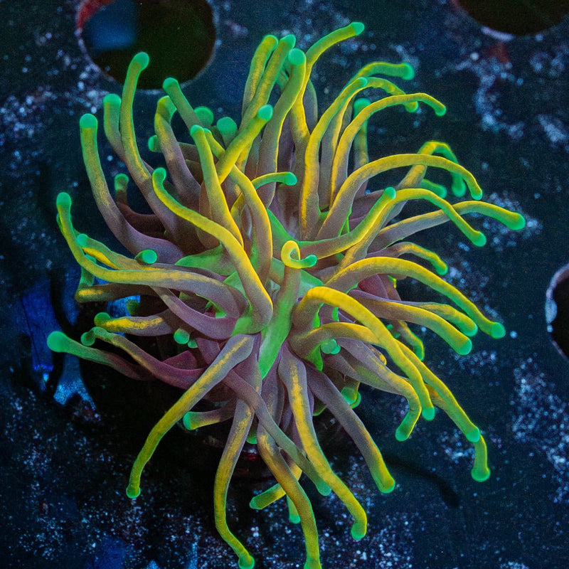 21 Tails Torch Euphyllia