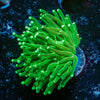 Green Torch Euphyllia - riptide aquaculture llc