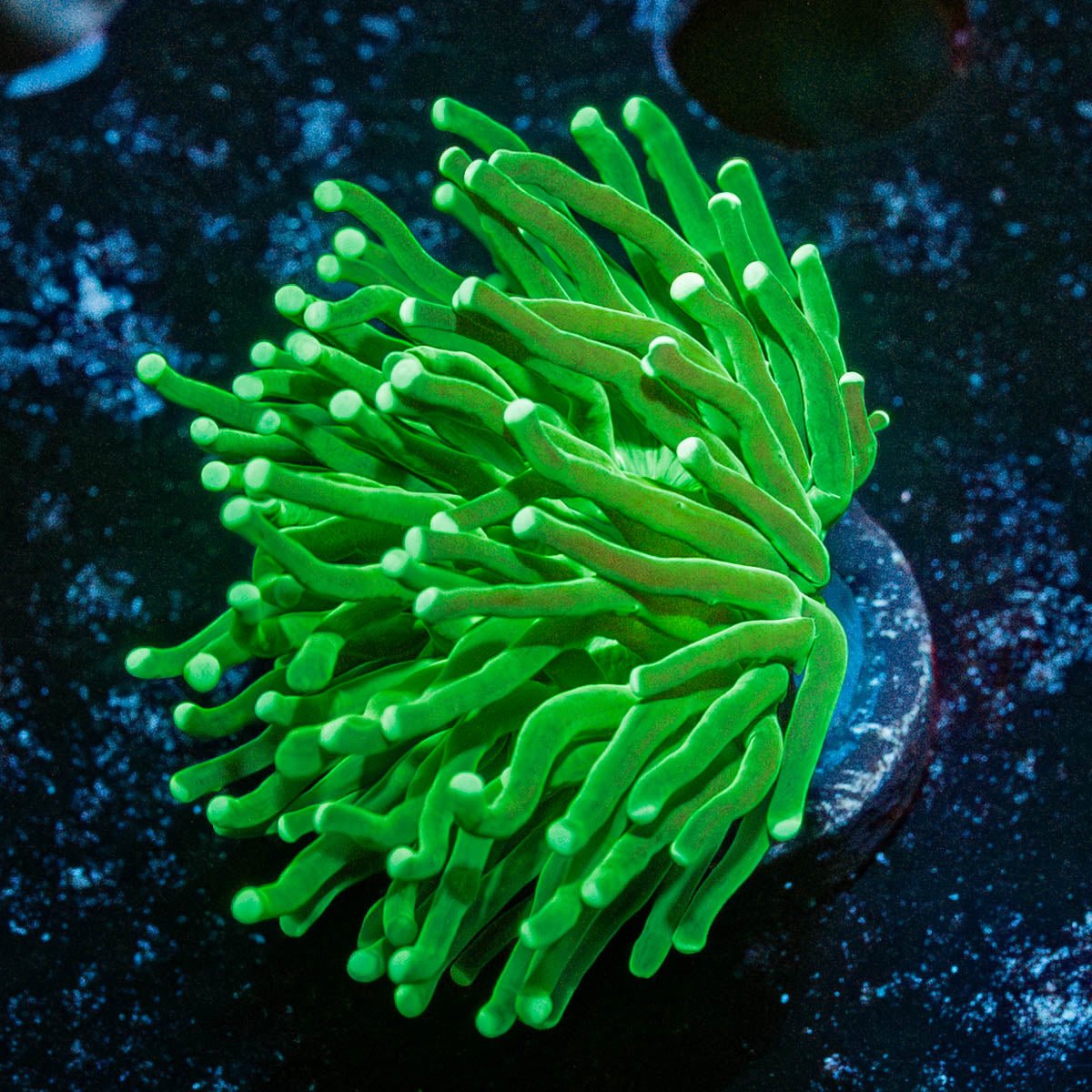 Green Torch Euphyllia - riptide aquaculture llc