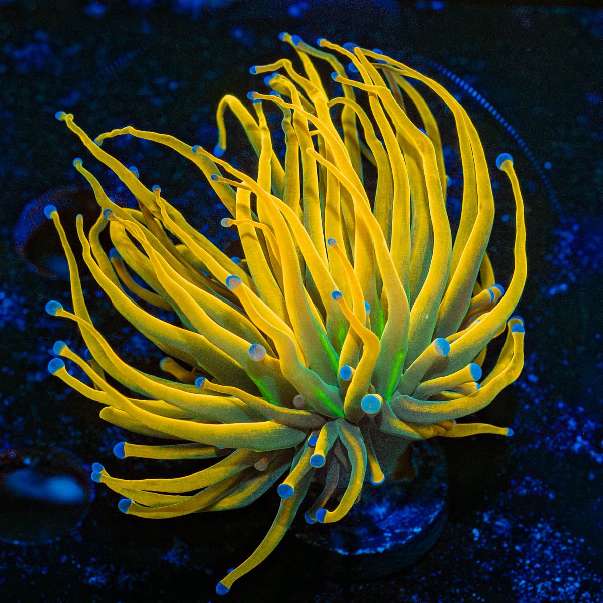 Sun Drop Torch Euphyllia - riptide aquaculture llc