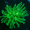 Green Torch Euphyllia - riptide aquaculture llc