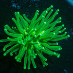 Green Torch Euphyllia - riptide aquaculture llc