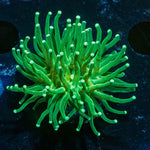 Green Torch Euphyllia - riptide aquaculture llc