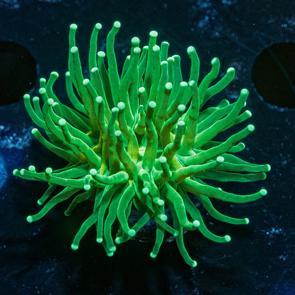 Green Torch Euphyllia - riptide aquaculture llc