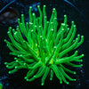 Green Torch Euphyllia 