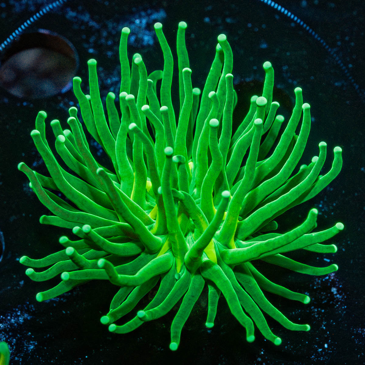 Green Torch Euphyllia 