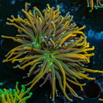 Dragon Tamer Torch Euphyllia - riptide aquaculture llc