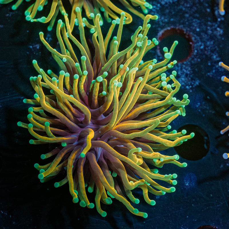 Hellfire Torch Euphyllia