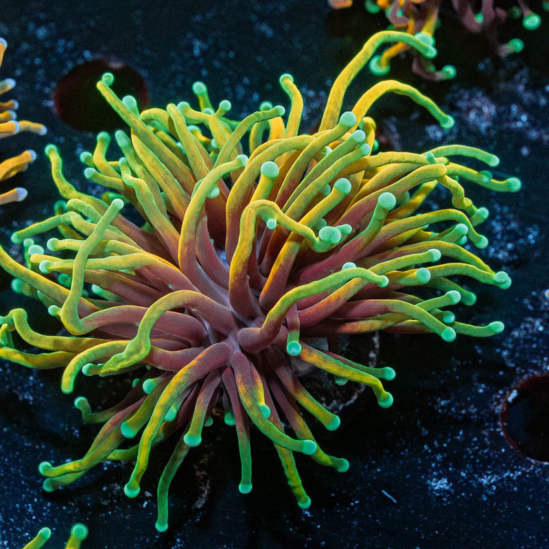 Blow Torch Euphyllia