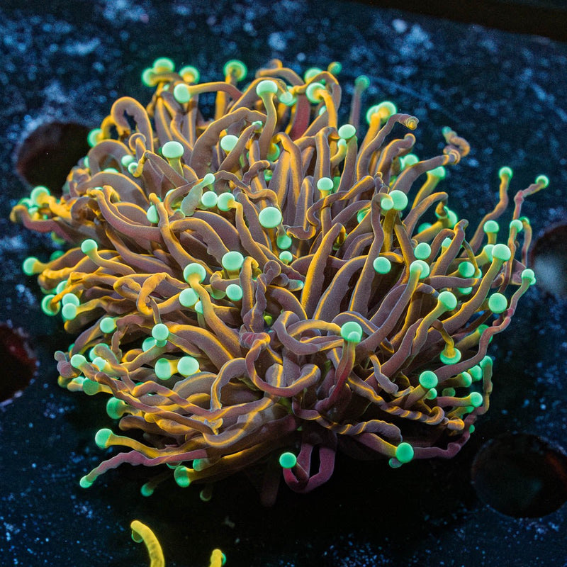 Jester Torch Euphyllia