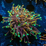 Jester Torch Euphyllia - riptide aquaculture llc