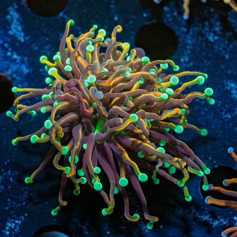 Jester Torch Euphyllia