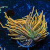 Dragon Tamer Torch Euphyllia - riptide aquaculture llc