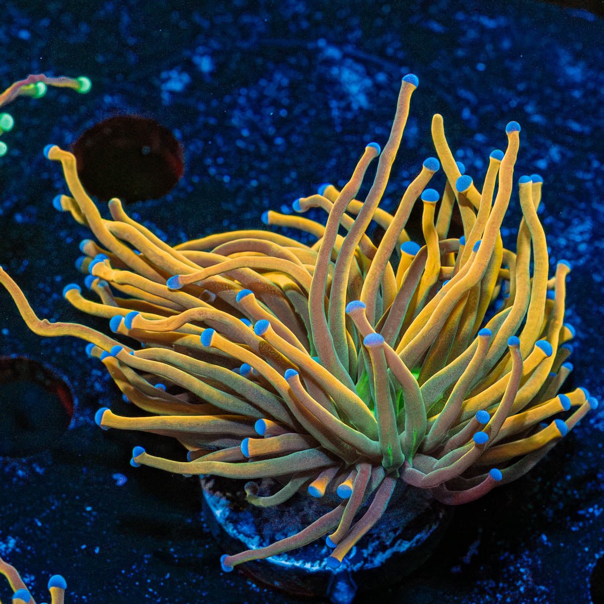 Dragon Tamer Torch Euphyllia - riptide aquaculture llc