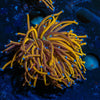NY Knicks Torch Euphyllia - riptide aquaculture llc