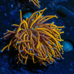 NY Knicks Torch Euphyllia - riptide aquaculture llc