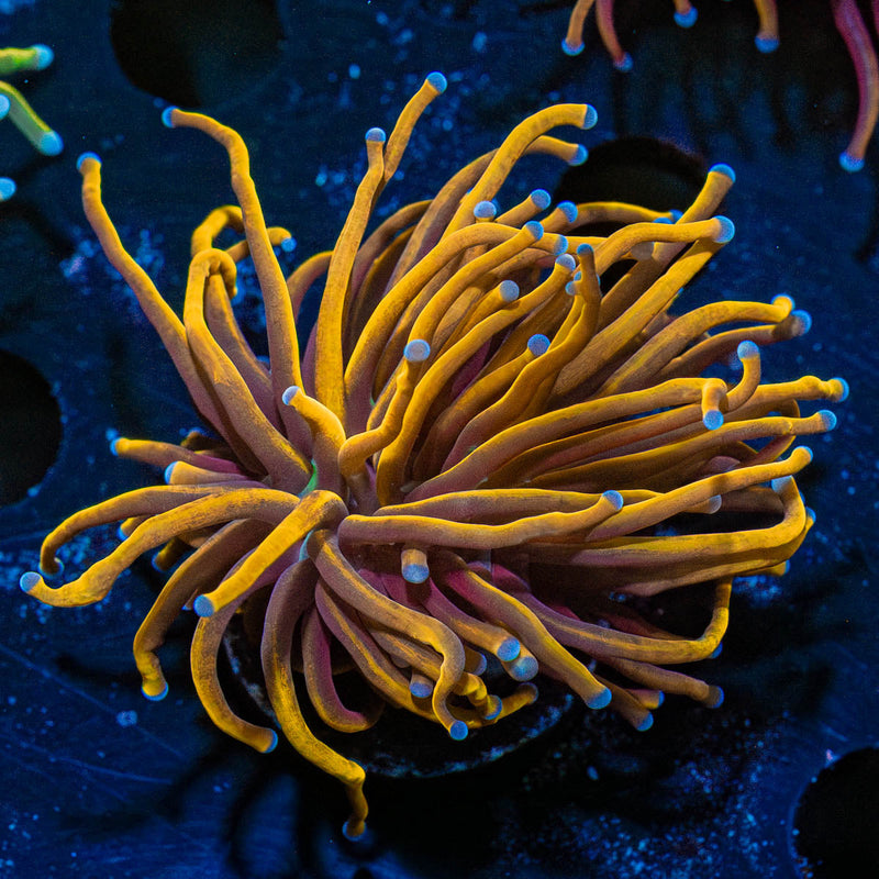 NY Knicks Torch Euphyllia