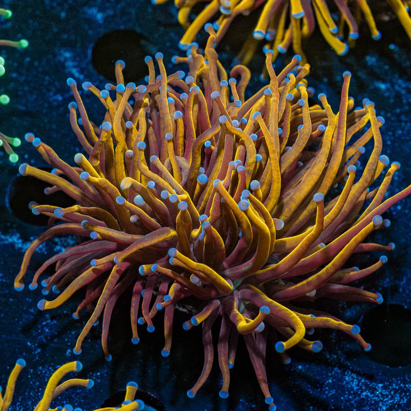 NY Knicks Torch Euphyllia