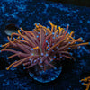 Gold Torch Euphyllia - riptide aquaculture llc