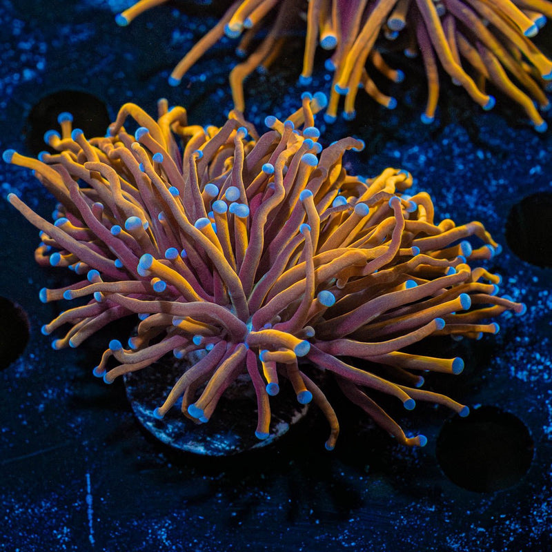 Gold Torch Euphyllia