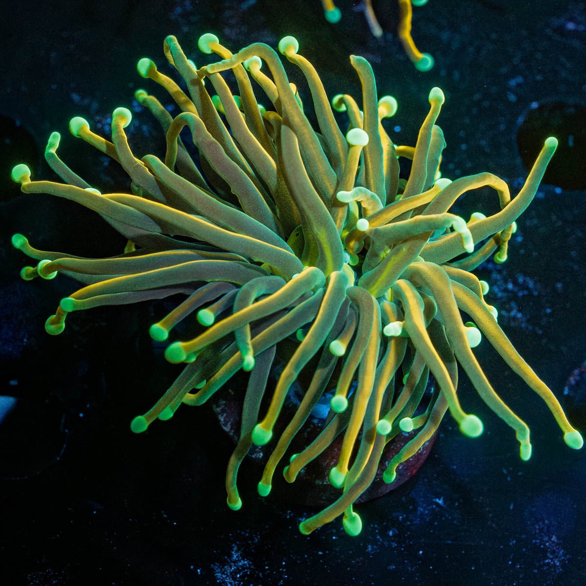 Dark Souls Torch Euphyllia - riptide aquaculture llc