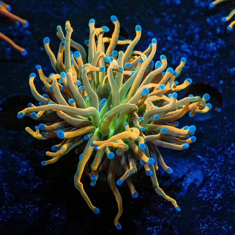 Dragon Tamer Torch Euphyllia