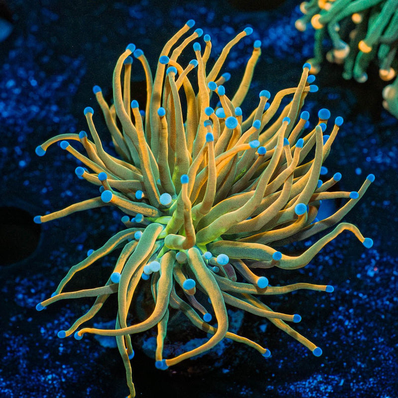 Sun Drop Torch Euphyllia